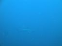 Filename=DSC00221.JPG
Filesize=230KiB
Dimensions=1024x768
Date added=Aug 05, 2014 DSC00221.JPG