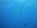 Filename=DSC00223.JPG
Filesize=240KiB
Dimensions=1024x768
Date added=Aug 05, 2014 DSC00223.JPG
