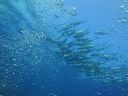 Filename=DSC00227.JPG
Filesize=412KiB
Dimensions=1024x768
Date added=Aug 05, 2014 DSC00227.JPG