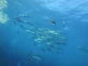 Filename=DSC00229.JPG
Filesize=294KiB
Dimensions=1024x768
Date added=Aug 05, 2014 DSC00229.JPG