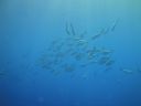 DSC00234.JPG