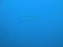 DSC00251.JPG