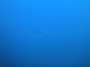 DSC00264.JPG