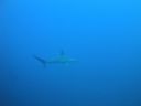 DSC00270.JPG