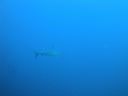 DSC00275.JPG