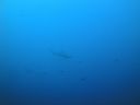 DSC00484.JPG