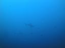 DSC00485.JPG