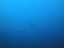 DSC00486.JPG