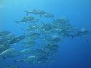 DSC00495.JPG