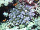 DSC00496.JPG