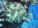 Filename=DSC00509.JPG
Filesize=383KiB
Dimensions=1024x768
Date added=Aug 05, 2014 DSC00509.JPG