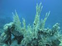 Filename=DSC00513.JPG
Filesize=342KiB
Dimensions=1024x768
Date added=Aug 05, 2014 DSC00513.JPG