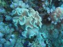 Filename=DSC00515.JPG
Filesize=377KiB
Dimensions=1024x768
Date added=Aug 05, 2014 DSC00515.JPG