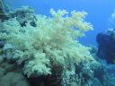 Filename=DSC00516.JPG
Filesize=366KiB
Dimensions=1024x768
Date added=Aug 05, 2014 DSC00516.JPG