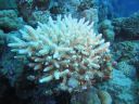 Filename=DSC00517.JPG
Filesize=388KiB
Dimensions=1024x768
Date added=Aug 05, 2014 DSC00517.JPG