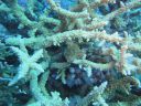 Filename=DSC00521.JPG
Filesize=429KiB
Dimensions=1024x768
Date added=Aug 05, 2014 DSC00521.JPG