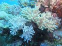 Filename=DSC00526.JPG
Filesize=378KiB
Dimensions=1024x768
Date added=Aug 05, 2014 DSC00526.JPG