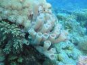 Filename=DSC00532.JPG
Filesize=369KiB
Dimensions=1024x768
Date added=Aug 05, 2014 DSC00532.JPG