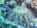 Filename=DSC00534.JPG
Filesize=399KiB
Dimensions=1024x768
Date added=Aug 05, 2014 DSC00534.JPG