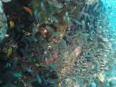 Filename=DSC00537.JPG
Filesize=351KiB
Dimensions=1024x768
Date added=Aug 05, 2014 DSC00537.JPG
