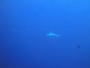 Filename=DSC00543.JPG
Filesize=256KiB
Dimensions=1024x768
Date added=Aug 05, 2014 DSC00543.JPG