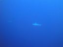 Filename=DSC00545.JPG
Filesize=258KiB
Dimensions=1024x768
Date added=Aug 05, 2014 DSC00545.JPG
