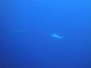 Filename=DSC00546.JPG
Filesize=258KiB
Dimensions=1024x768
Date added=Aug 05, 2014 DSC00546.JPG