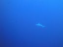 Filename=DSC00547.JPG
Filesize=257KiB
Dimensions=1024x768
Date added=Aug 05, 2014 DSC00547.JPG