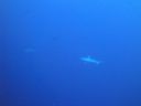 Filename=DSC00548.JPG
Filesize=258KiB
Dimensions=1024x768
Date added=Aug 05, 2014 DSC00548.JPG