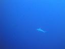 Filename=DSC00550.JPG
Filesize=259KiB
Dimensions=1024x768
Date added=Aug 05, 2014 DSC00550.JPG