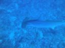DSC00580.JPG