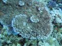DSC00595.JPG
