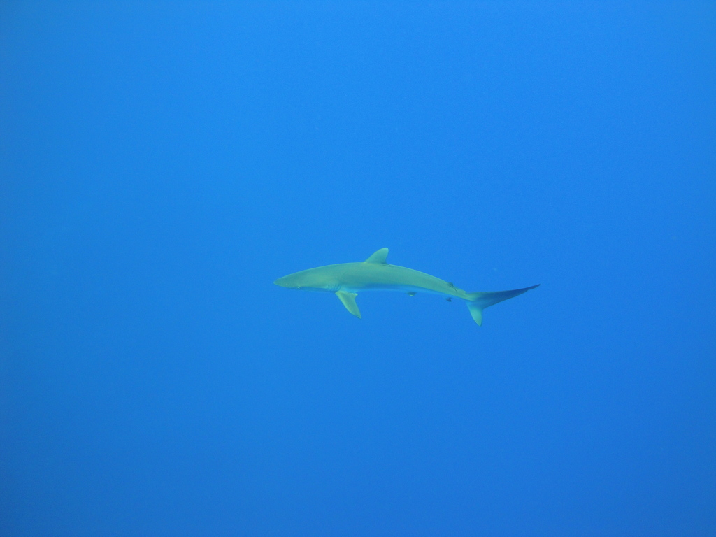 DSC00431.JPG