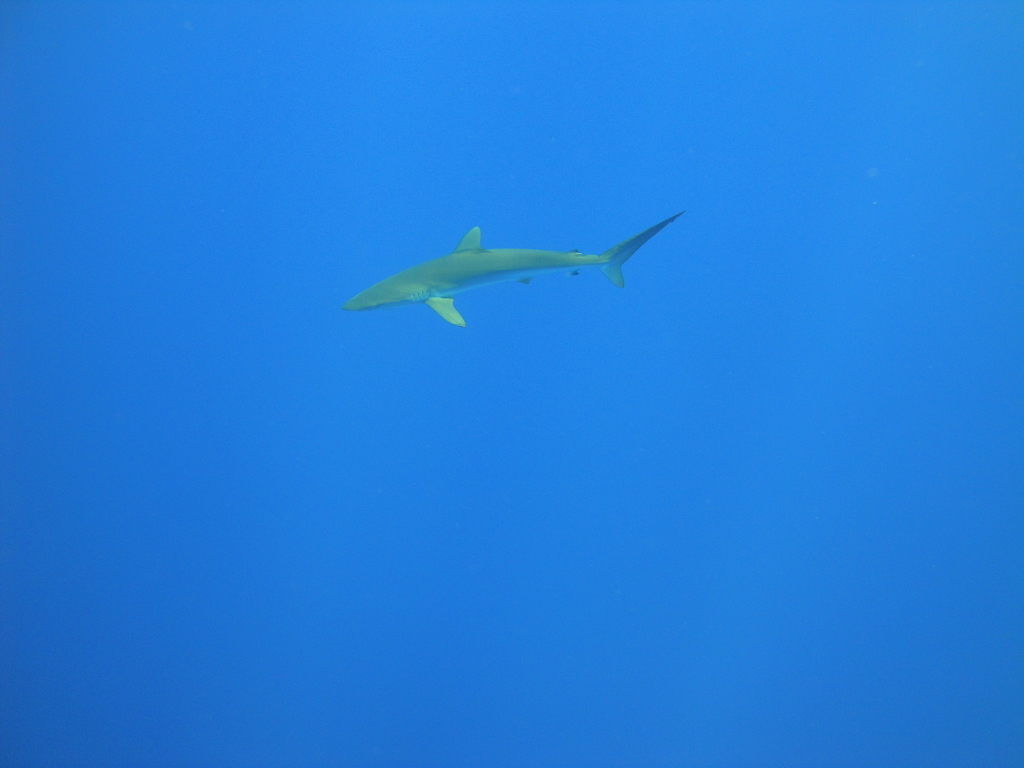 DSC00453.JPG