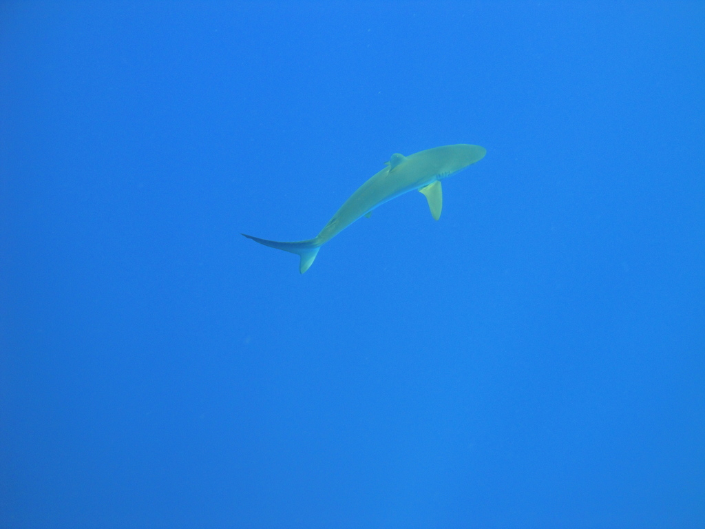 DSC00463.JPG
