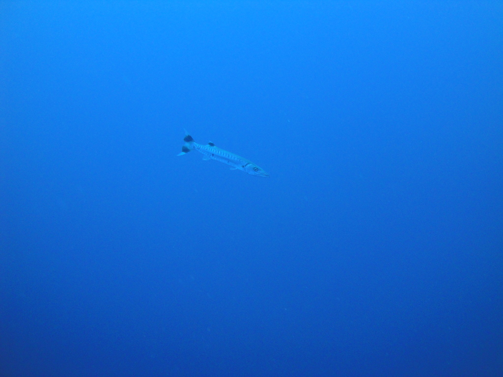 DSC00528.JPG