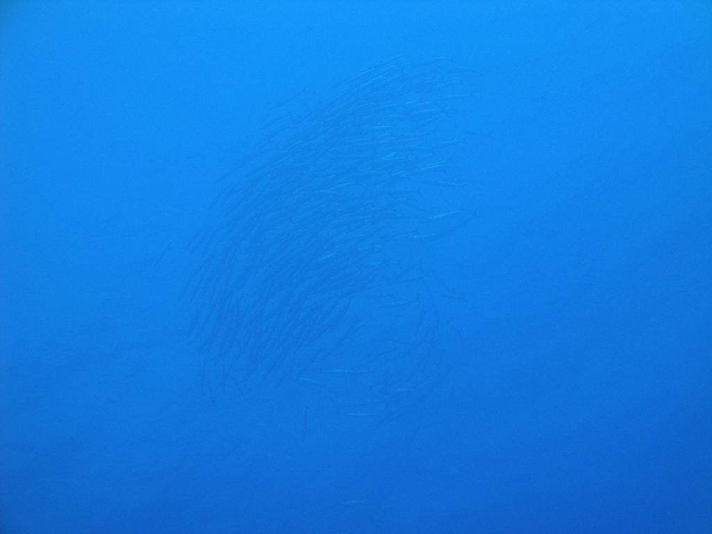DSC00530.JPG