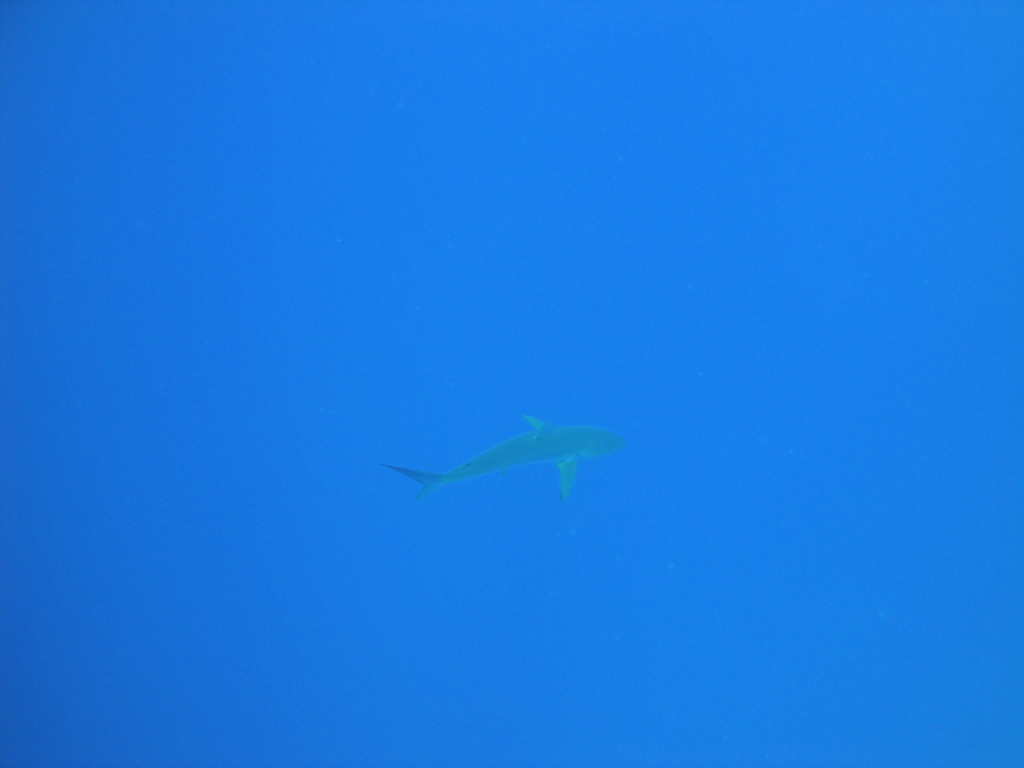 DSC00593.JPG