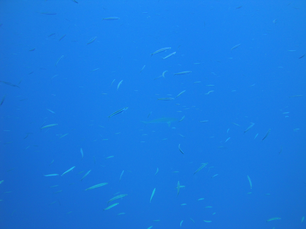 DSC00594.JPG