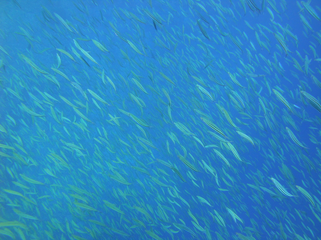 DSC00600.JPG