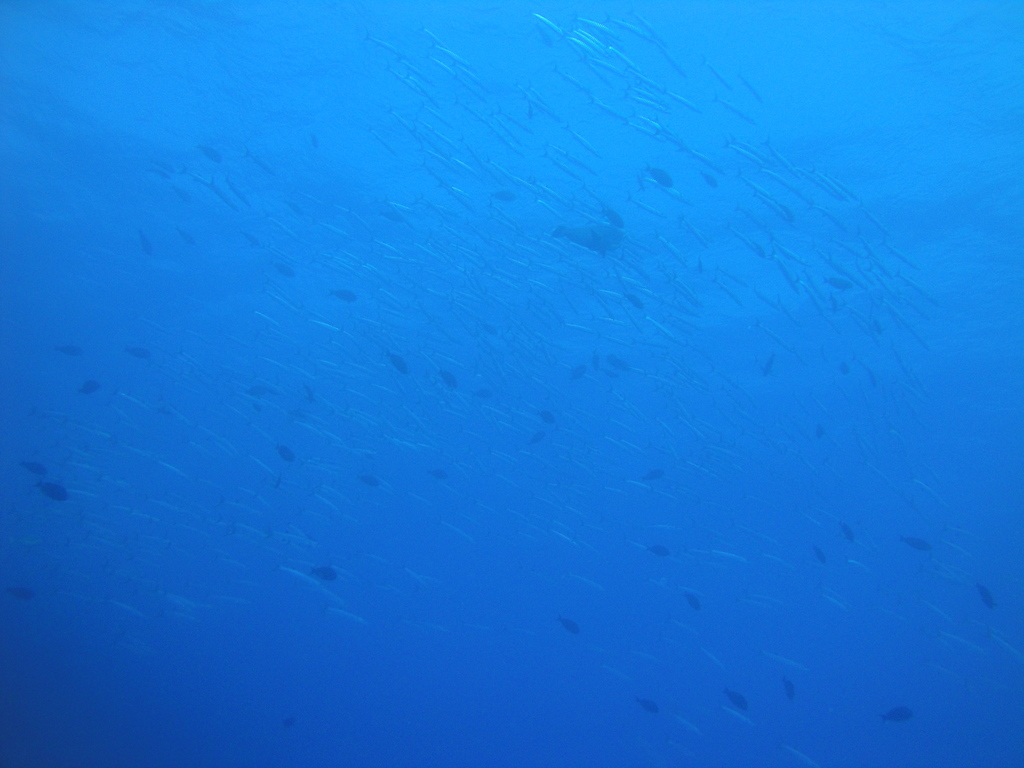 DSC00650.JPG