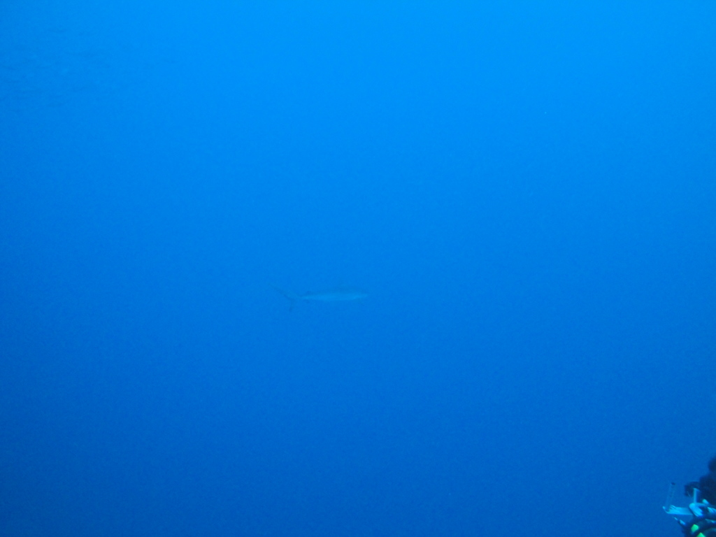 DSC00706.JPG