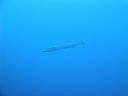 DSC00059.JPG