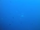 Dateiname=DSC00122.JPG
Dateigröße=239KB
Abmessungen: 1024x768
hinzugefügt am: 30. April 2015 DSC00122.JPG