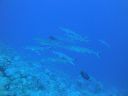 DSC00317.JPG