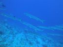 DSC00318.JPG