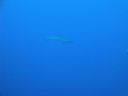 DSC00364.JPG