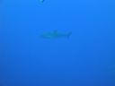 DSC00375.JPG