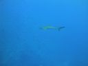 DSC00412.JPG