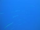 DSC00416.JPG